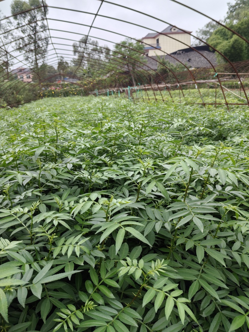 重庆市江津区九叶青花椒（杯苗）提供技术指导