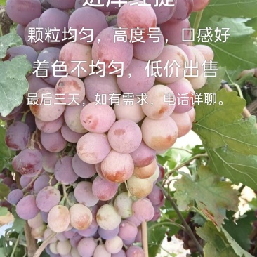 甘肃省临泽县平川镇沙漠红提