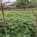 重庆市江津区九叶青花椒（杯苗）提供技术指导
