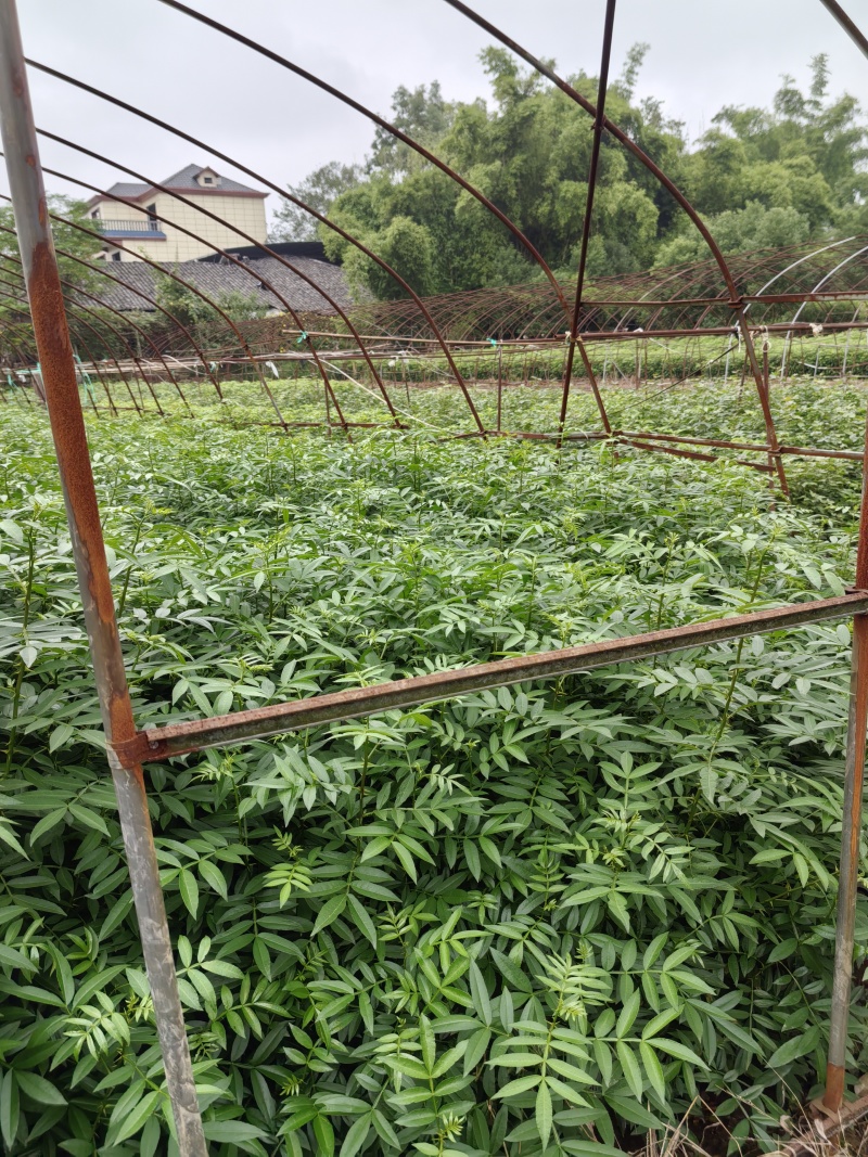 重庆市江津区九叶青花椒（杯苗）提供技术指导