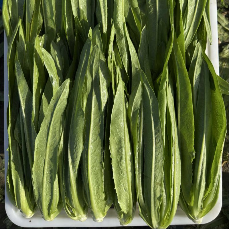 精品油麦菜发货超市档口产地直发质量保证