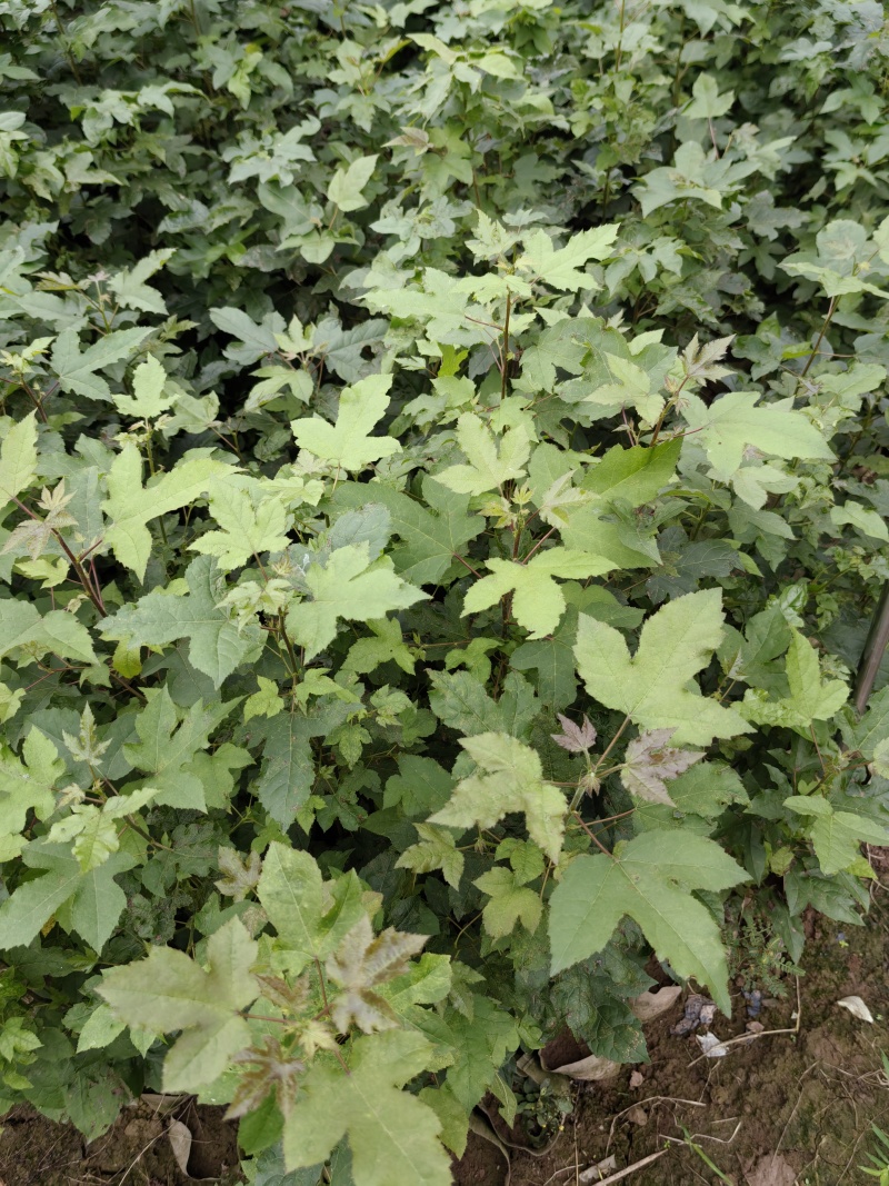 重庆市江津区枫香杯苗（杯苗）提供技术指导