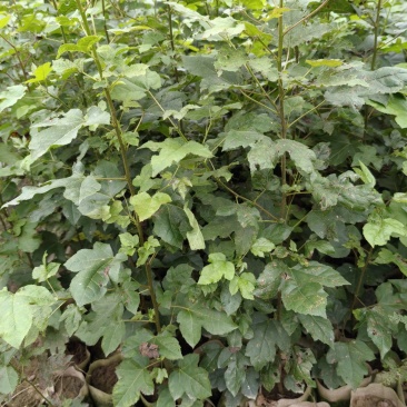 重庆市江津区枫香杯苗（杯苗）提供技术指导