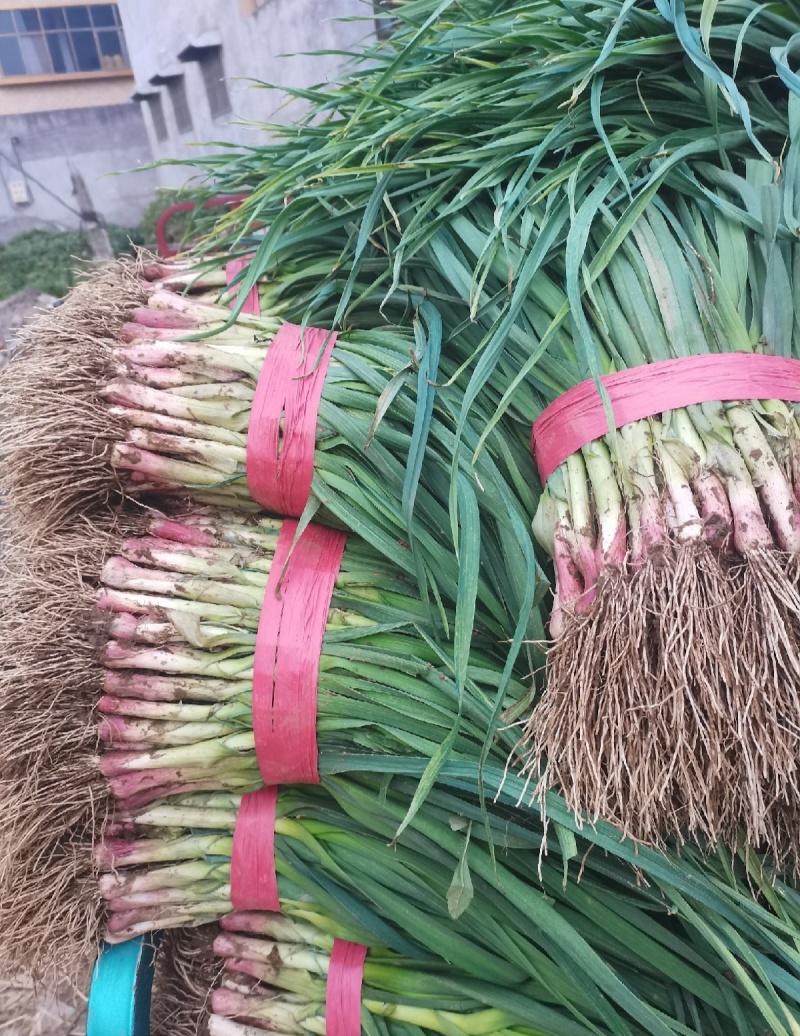 各种规格红根蒜苗品质保证提供一条龙服务欢迎来电