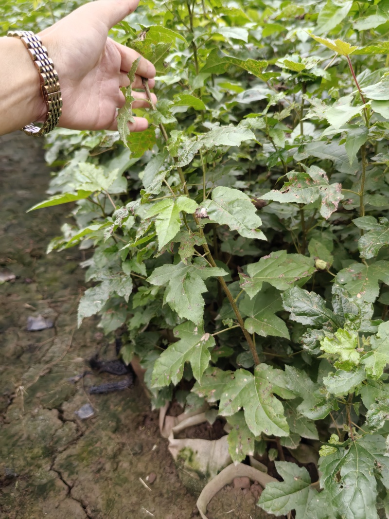 重庆市江津区枫香杯苗（杯苗）提供技术指导