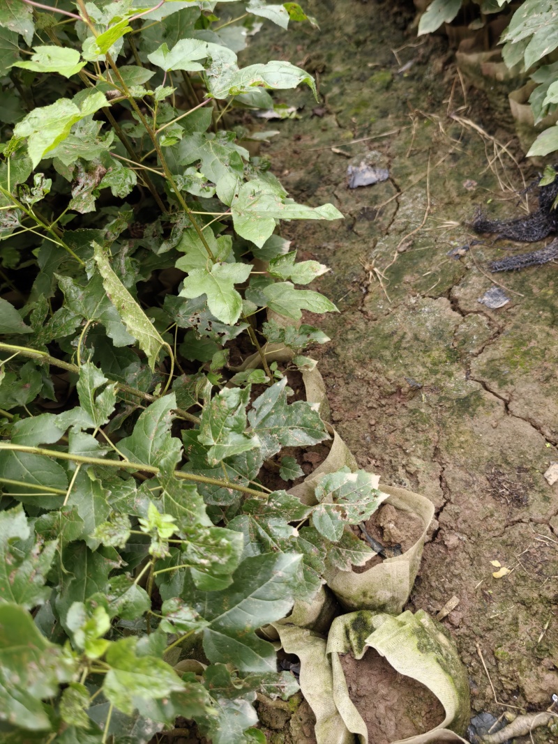 重庆市江津区枫香杯苗（杯苗）提供技术指导