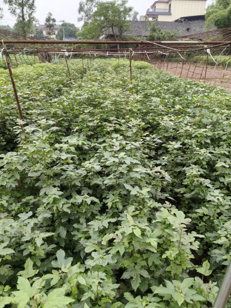 重庆市江津区枫香杯苗（杯苗）提供技术指导