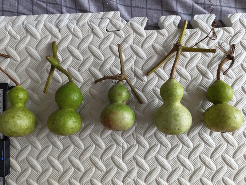 葫芦，7-10cm的青皮葫芦