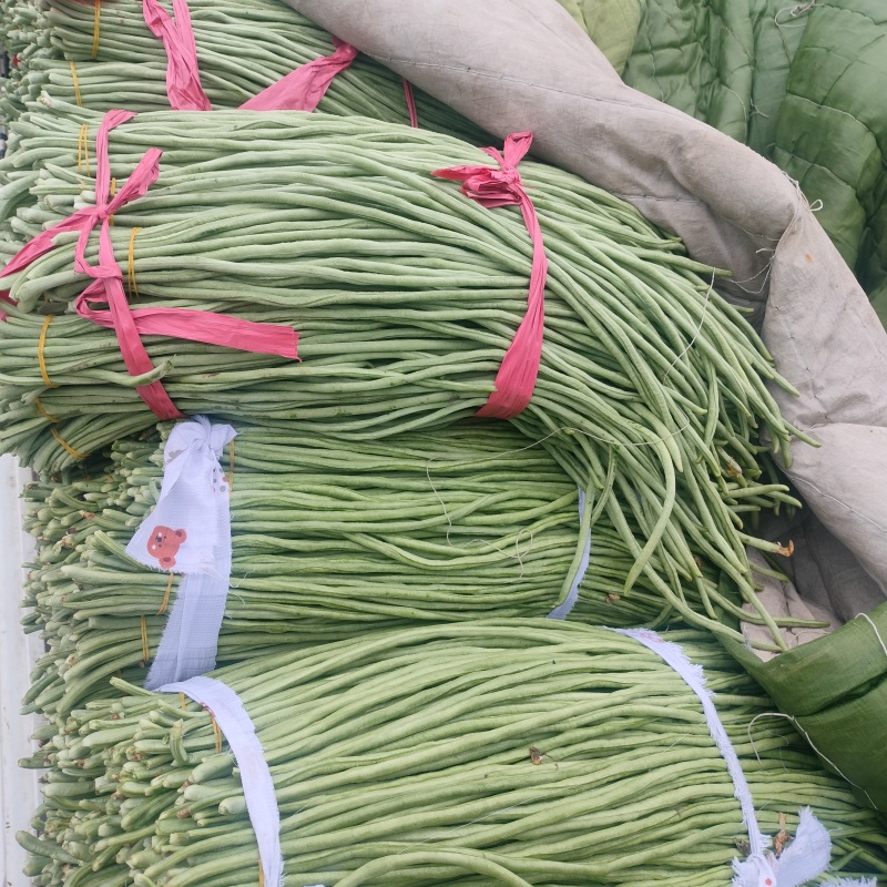 青县青条豇豆角大量上市规格齐全，品质保证，对接市场批发商