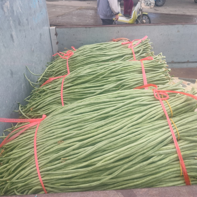 青县青条豇豆角大量上市规格齐全，品质保证，对接市场批发商