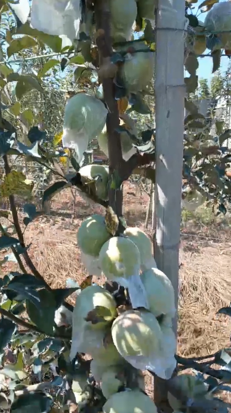 青森明月苹果