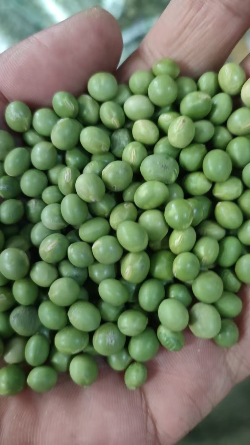 青豆高蛋白43%左右精选，豆苗菜等专用