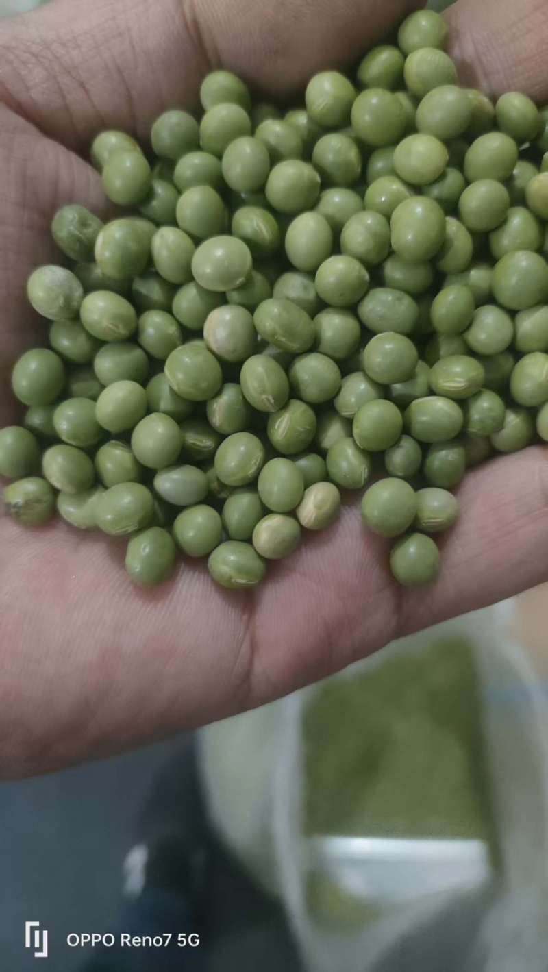 青豆高蛋白43%左右精选，豆苗菜等专用