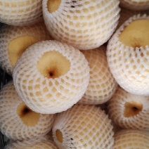 特大贡梨