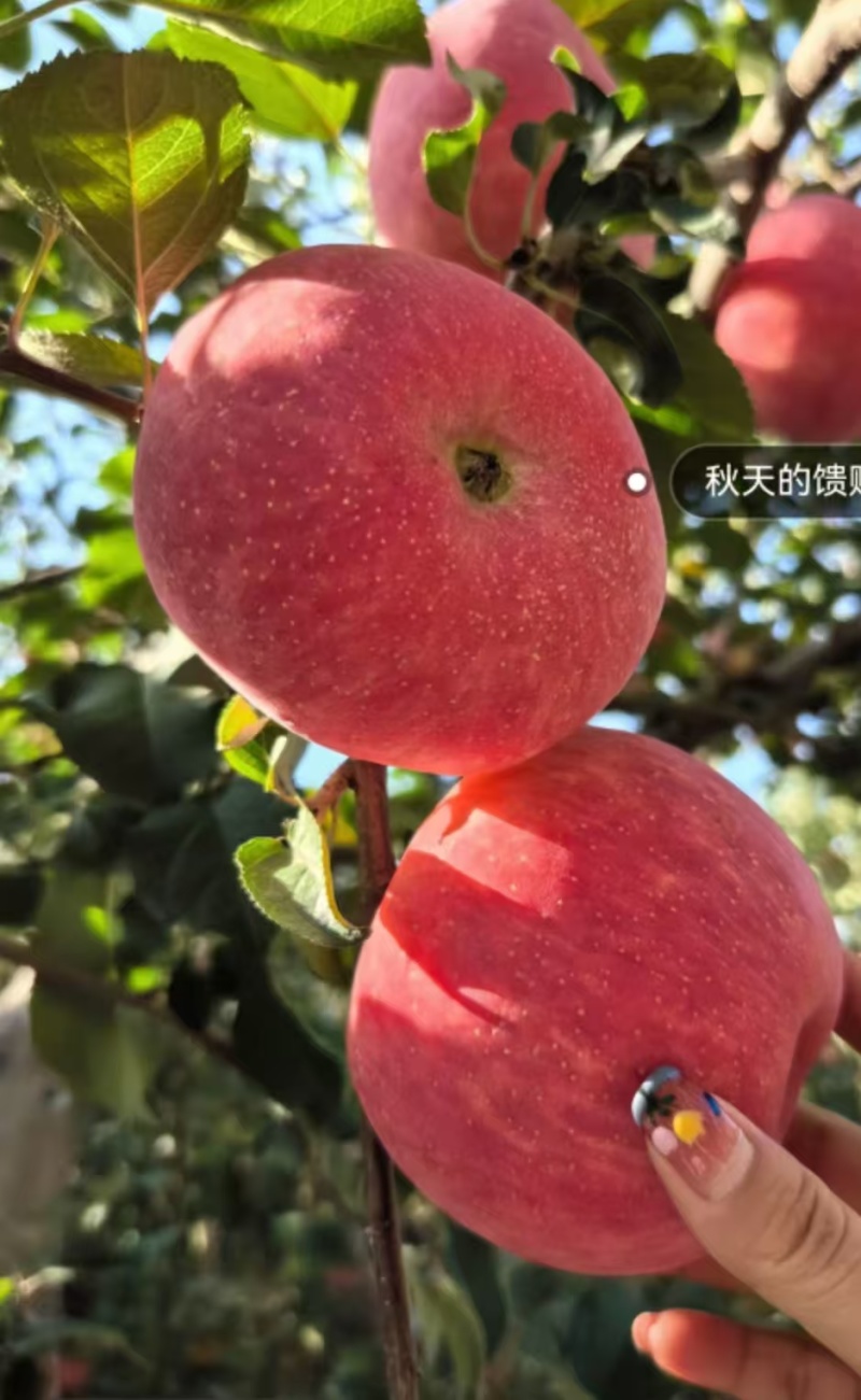 陕西洛川苹果。大量供应，对接所有市场，代收代发