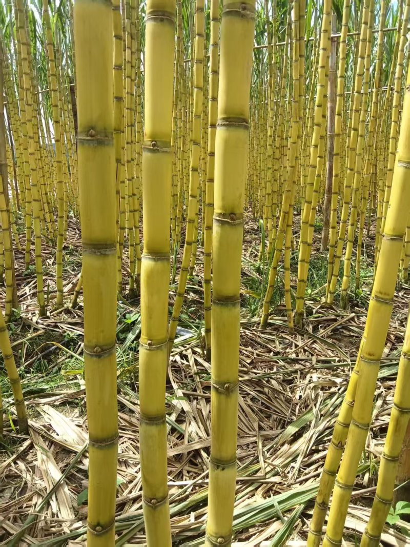 甘蔗云南黄皮甘蔗产地发货，规格齐全对接全国市场