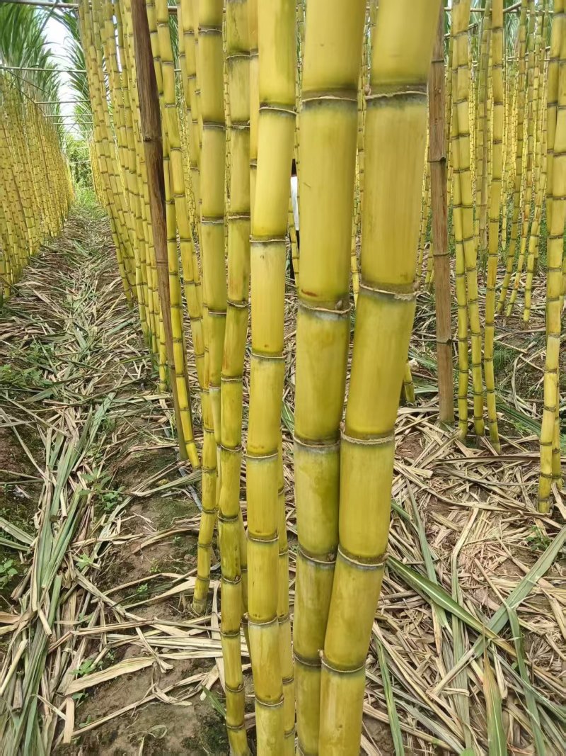 黄金甘蔗云南黄皮甘蔗大量上市，价格美丽量大从优欢迎咨询