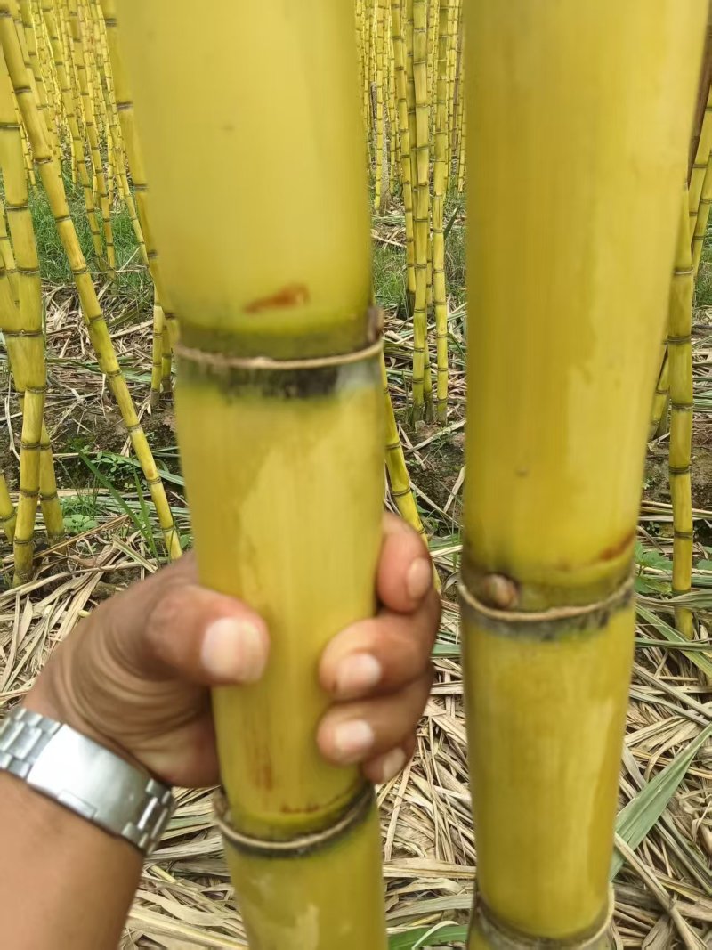 黄金甘蔗云南黄皮甘蔗大量上市，价格美丽量大从优欢迎咨询