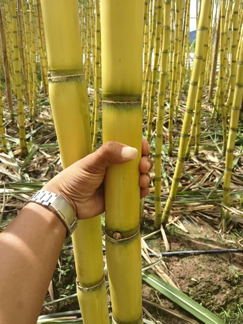 黄金甘蔗云南黄皮甘蔗大量上市，价格美丽量大从优欢迎咨询