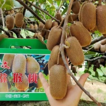 贵州修文贵长猕猴桃