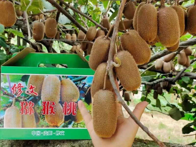 贵州修文贵长猕猴桃