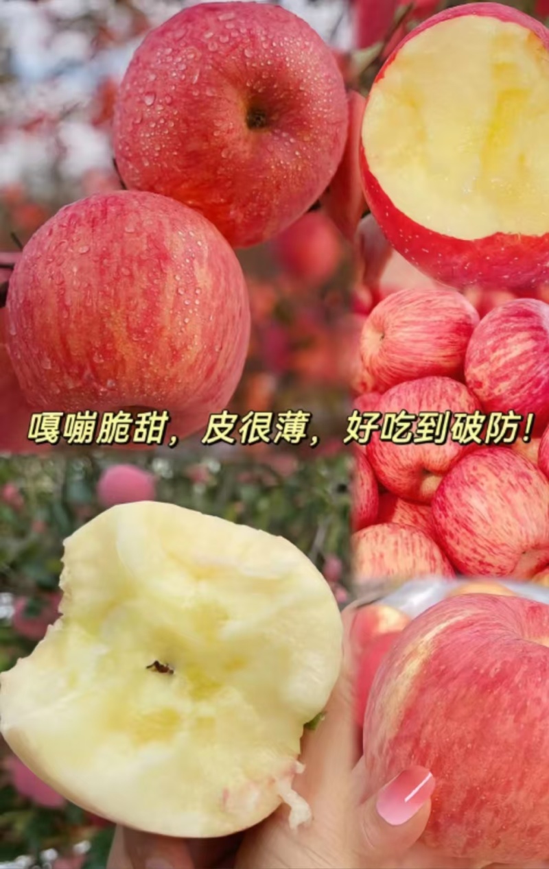 陕西洛川苹果，大量供应，一件代发，对接所有电商，市场，平