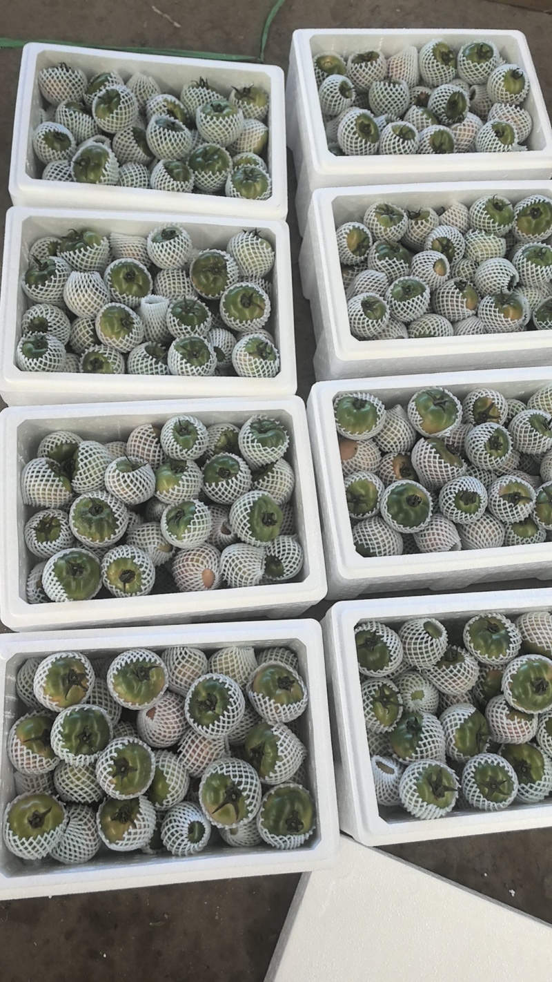 铁皮柿子