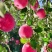 甘肃静宁红富士