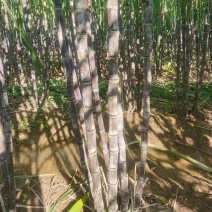 甘蔗#水果甘蔗#黑皮甘蔗#黄皮甘蔗