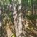 甘蔗#水果甘蔗#黑皮甘蔗#黄皮甘蔗
