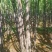 甘蔗#水果甘蔗#黑皮甘蔗#黄皮甘蔗