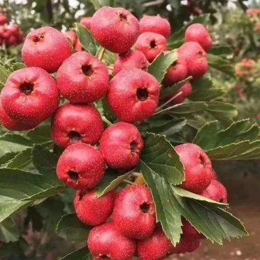 山楂