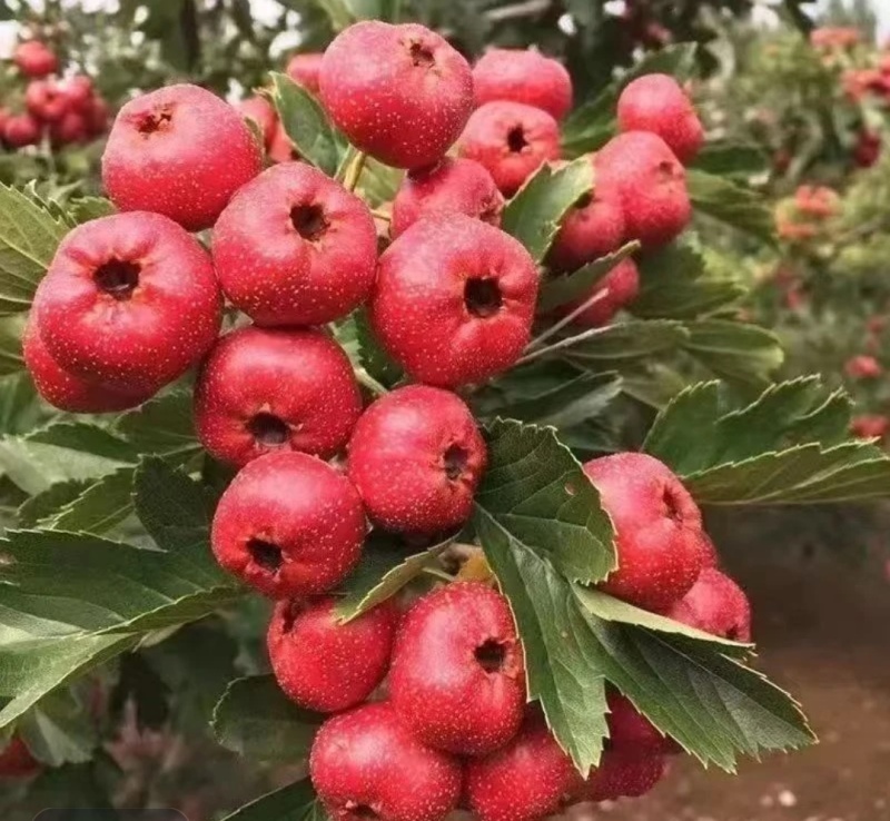 山楂