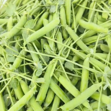 精品豌豆，一年四季有货，产地直发，