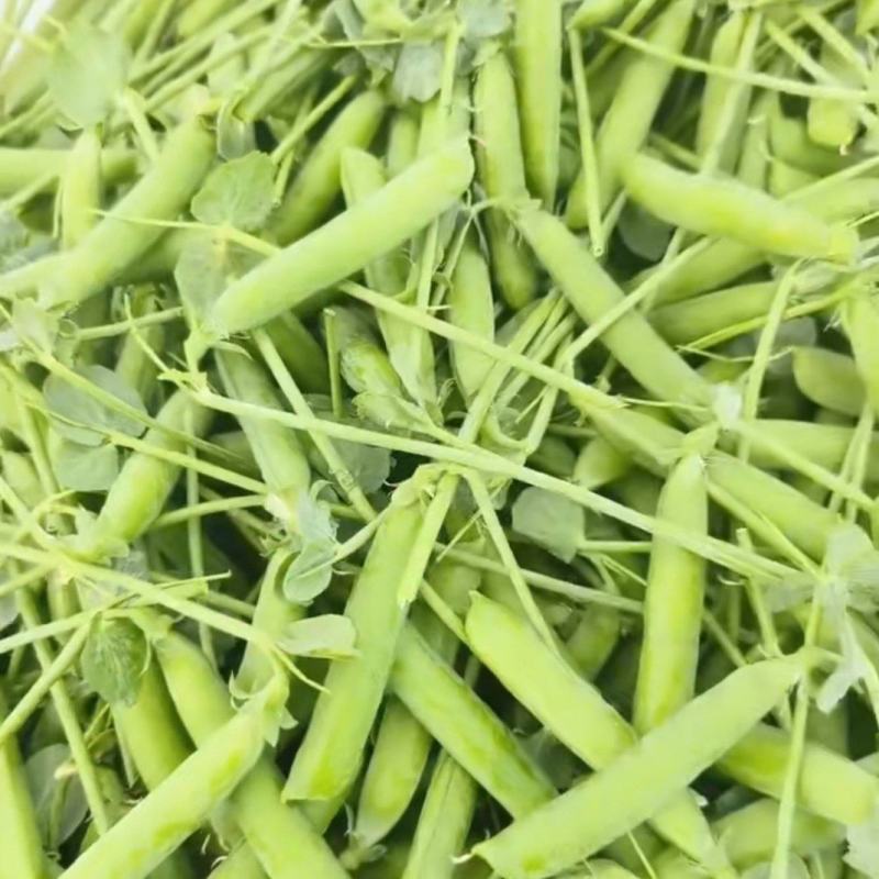 精品豌豆，一年四季有货，产地直发，