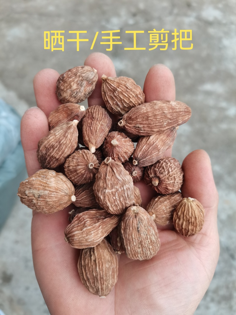 草果/云南怒江草果/辛香浓郁/个大饱满/好货，一手货源