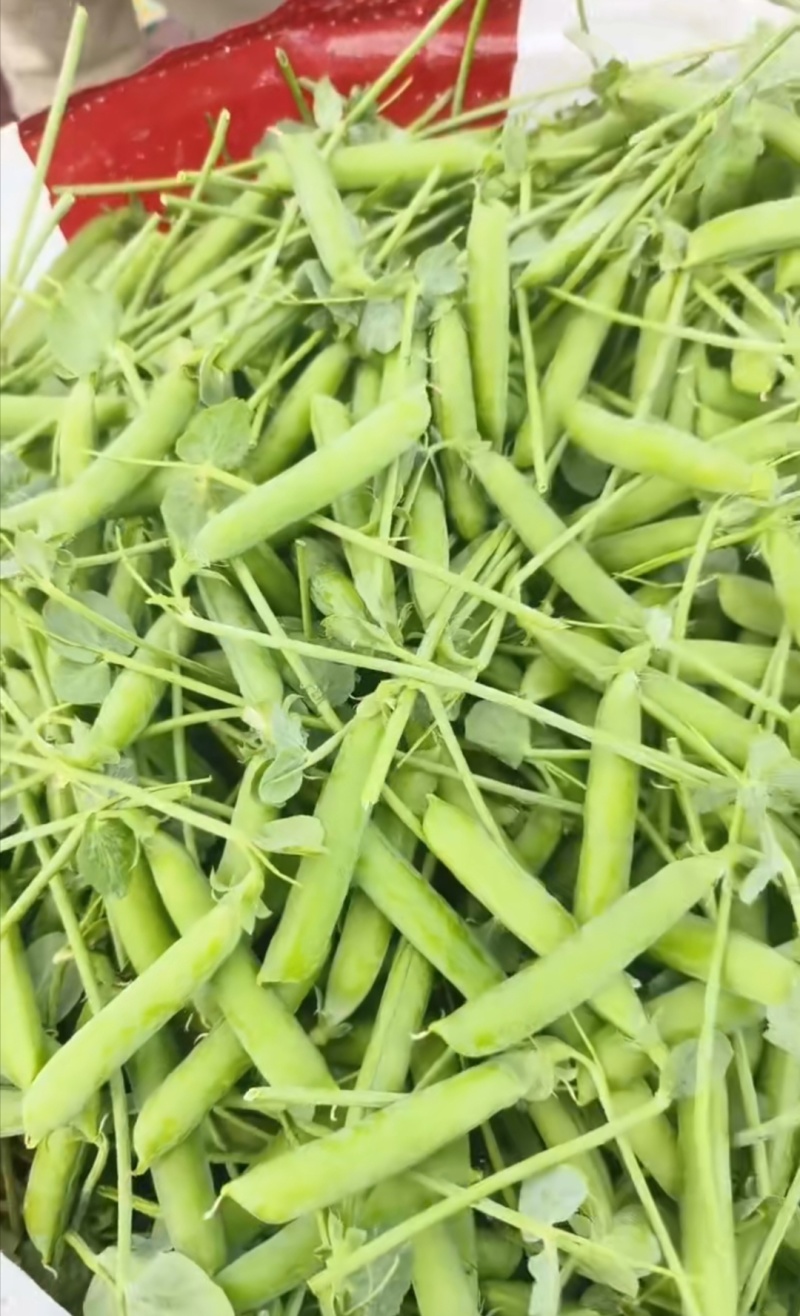 精品豌豆，一年四季有货，产地直发，