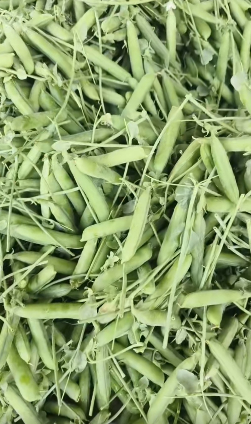 精品豌豆，一年四季有货，产地直发，