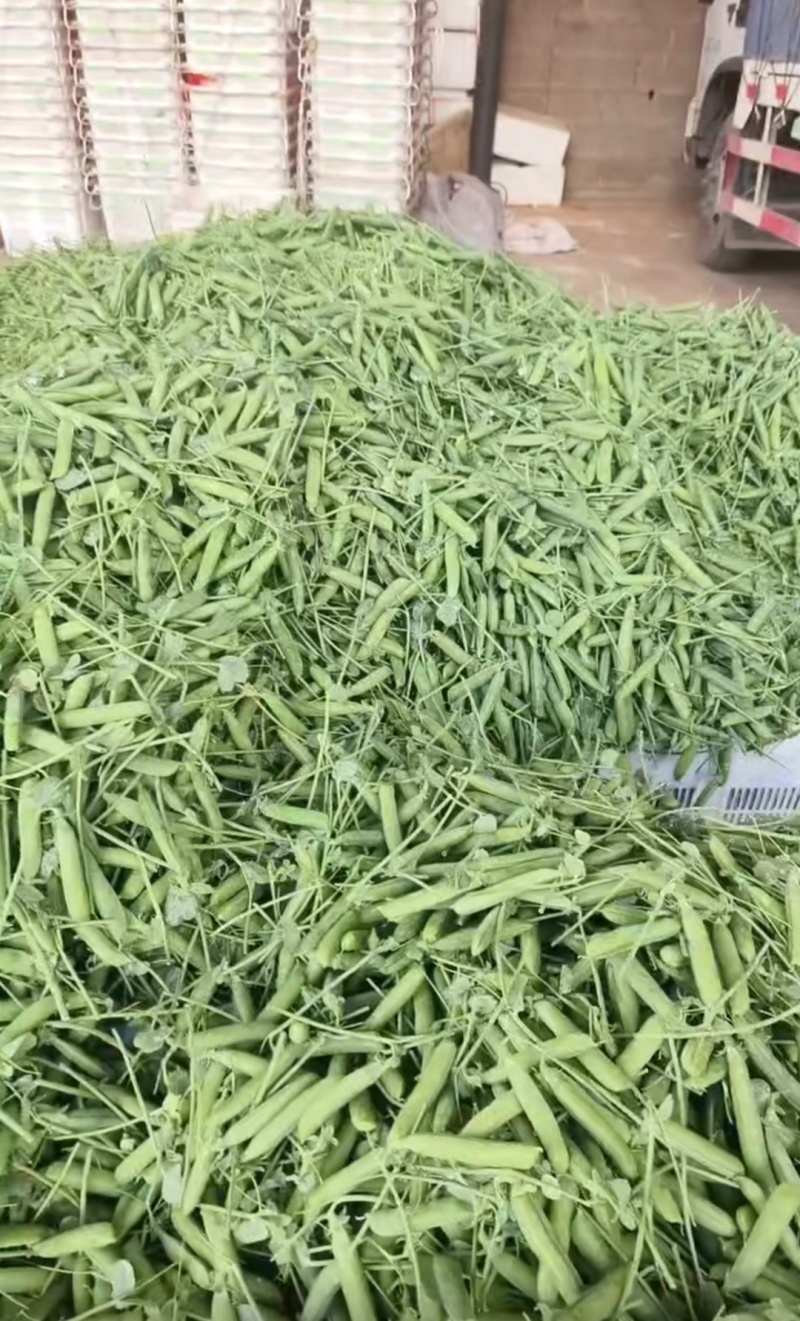 精品豌豆，一年四季有货，产地直发，