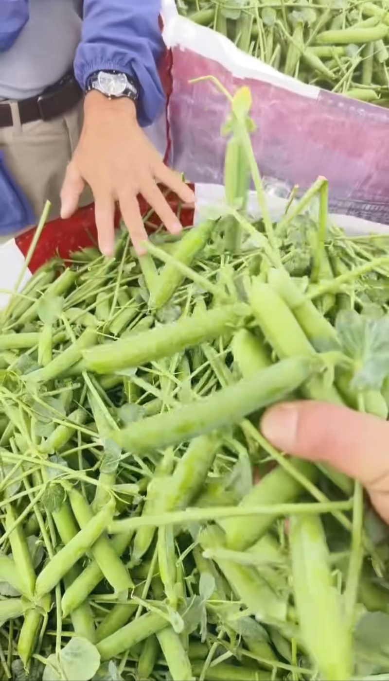 精品豌豆，一年四季有货，产地直发，