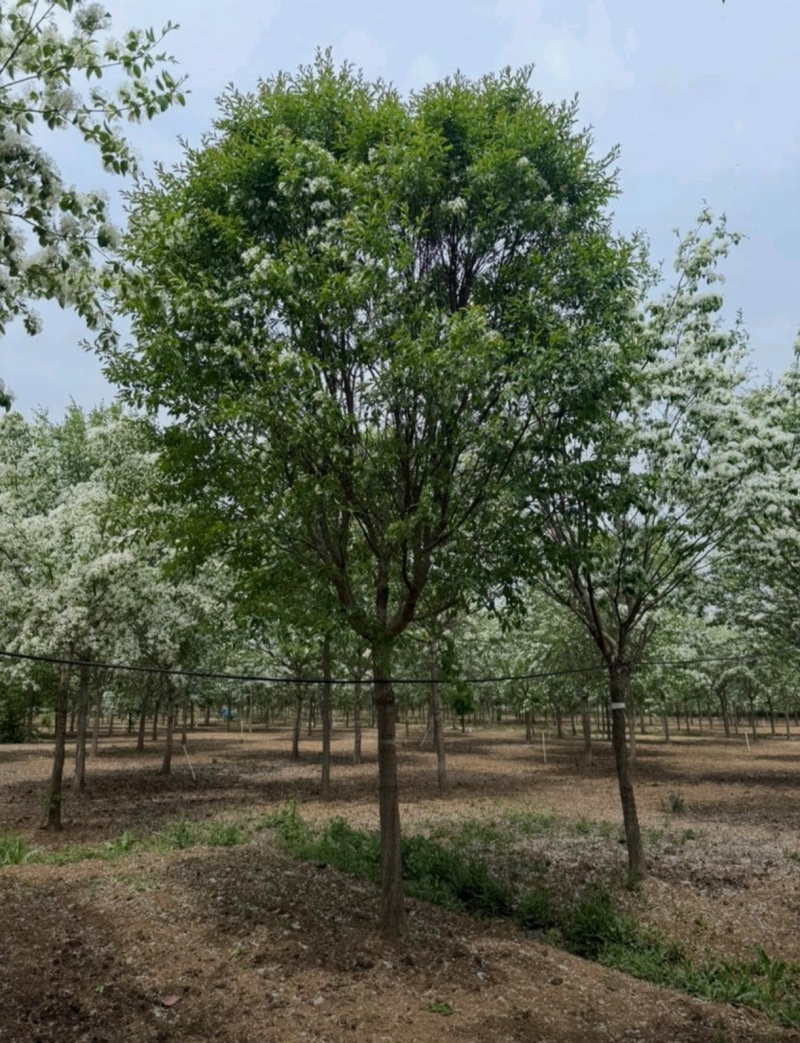 基地大量出售8-15公分流苏树