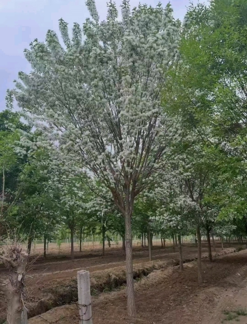 基地大量出售8-15公分流苏树