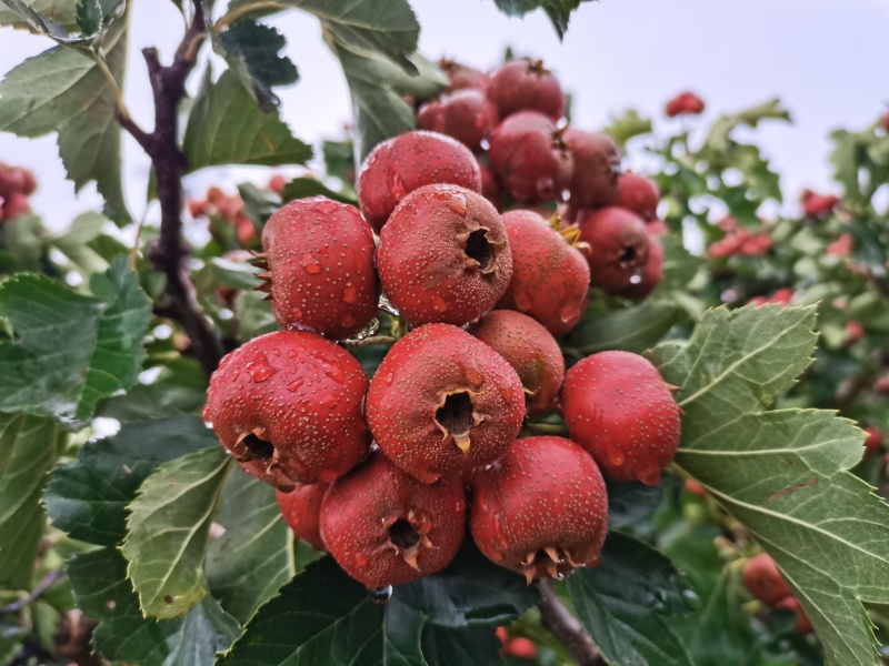 大金星山楂