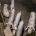 杜洛克公猪长白大白二元黑土小肉猪仔活苗育肥猪