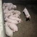 杜洛克公猪长白大白二元黑土小肉猪仔活苗育肥猪