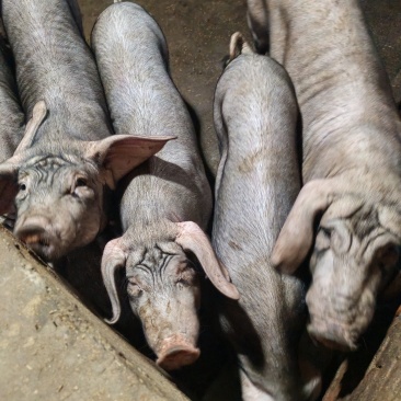 杜洛克公猪长白大白二元黑土小肉猪仔活苗育肥猪