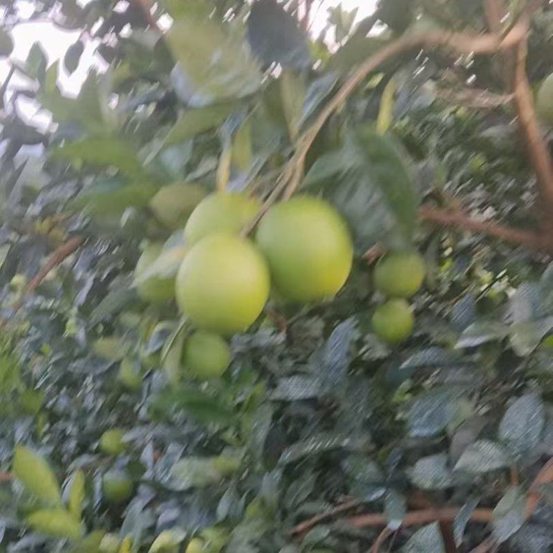赣南脐橙