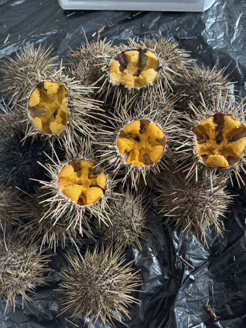 黄金胆海胆一手货源质量稳定辽宁产地直发量大