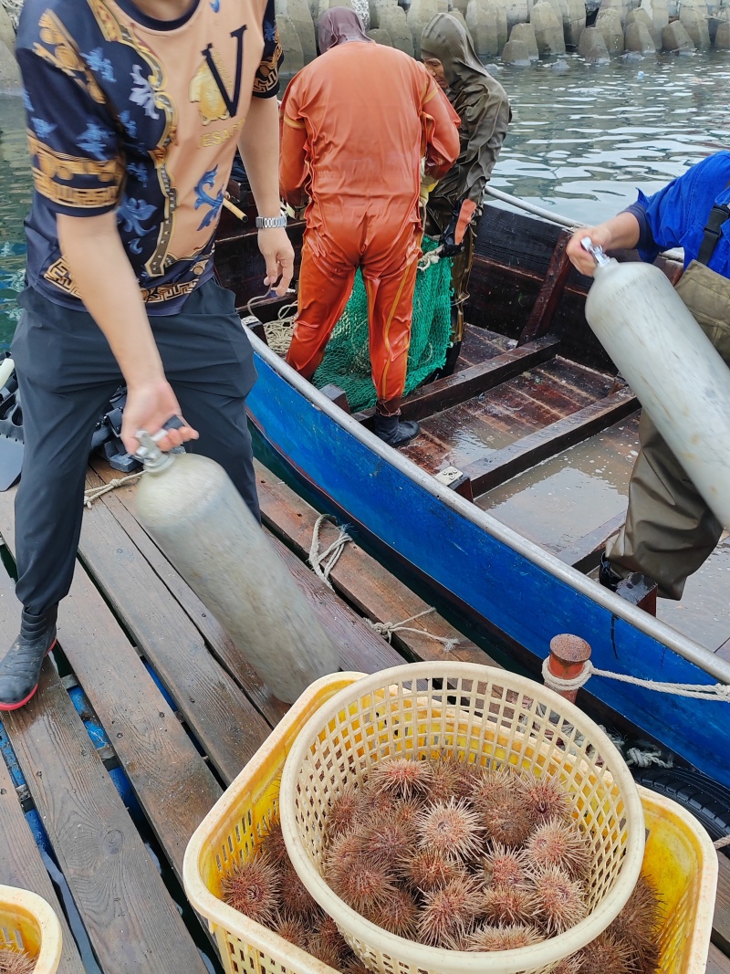 黄金胆海胆一手货源质量稳定辽宁产地直发量大