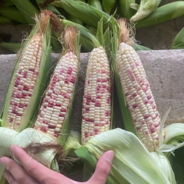 （热销）花糯玉米🌽颗粒饱满，无虫皮绿，大基地供应花糯